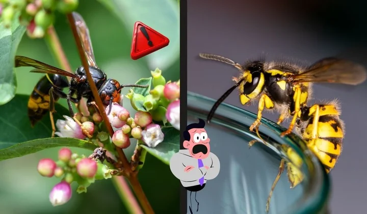 Obraz do artykułu: Osy i szerszenie – groźni lokatorzy czy tylko sezonowy problem? Sprawdź, zanim będzie za późno!