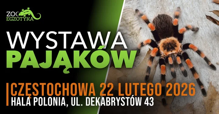 Grafika promocyjna wydarzenia Wystawa Pająków w Częstochowie — żywe okazy, edukacja i widowisko