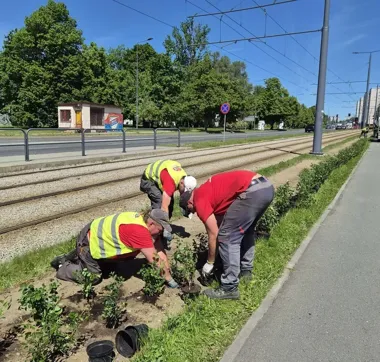 Nowe żywopłoty wzdłuż torowisk. Miasto sadzi ponad 1400 krzewów