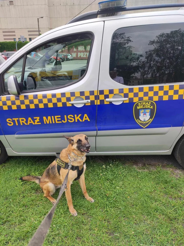 Chodniki nie będą śmietnikiem - Straż Miejska w Częstochowie przypomina