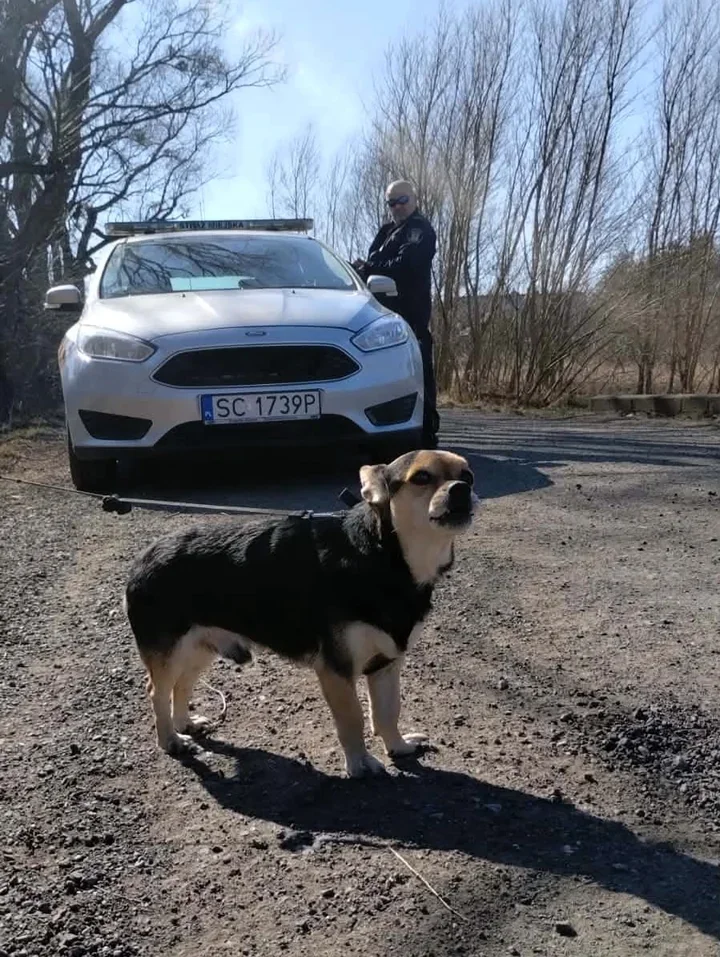 Małego psa przywiązano do drzewa na 1,5 godziny - strażnicy uwolnili go