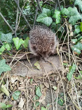 Jeż utknął w ogrodzeniu na Rakowie - strażnicy ruszyli na ratunek