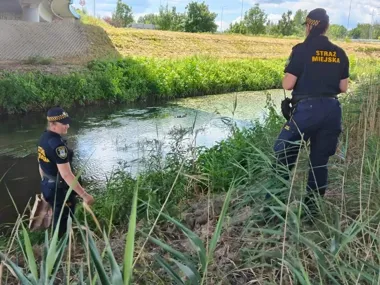 Kaczka z dziewięcioma pisklętami na ulicy. Strażniczki ruszyły do akcji
