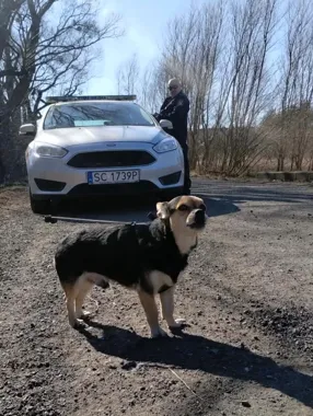 Małego psa przywiązano do drzewa na 1,5 godziny - strażnicy uwolnili go